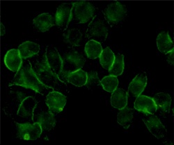 EGFR (5E10) Mouse mAb