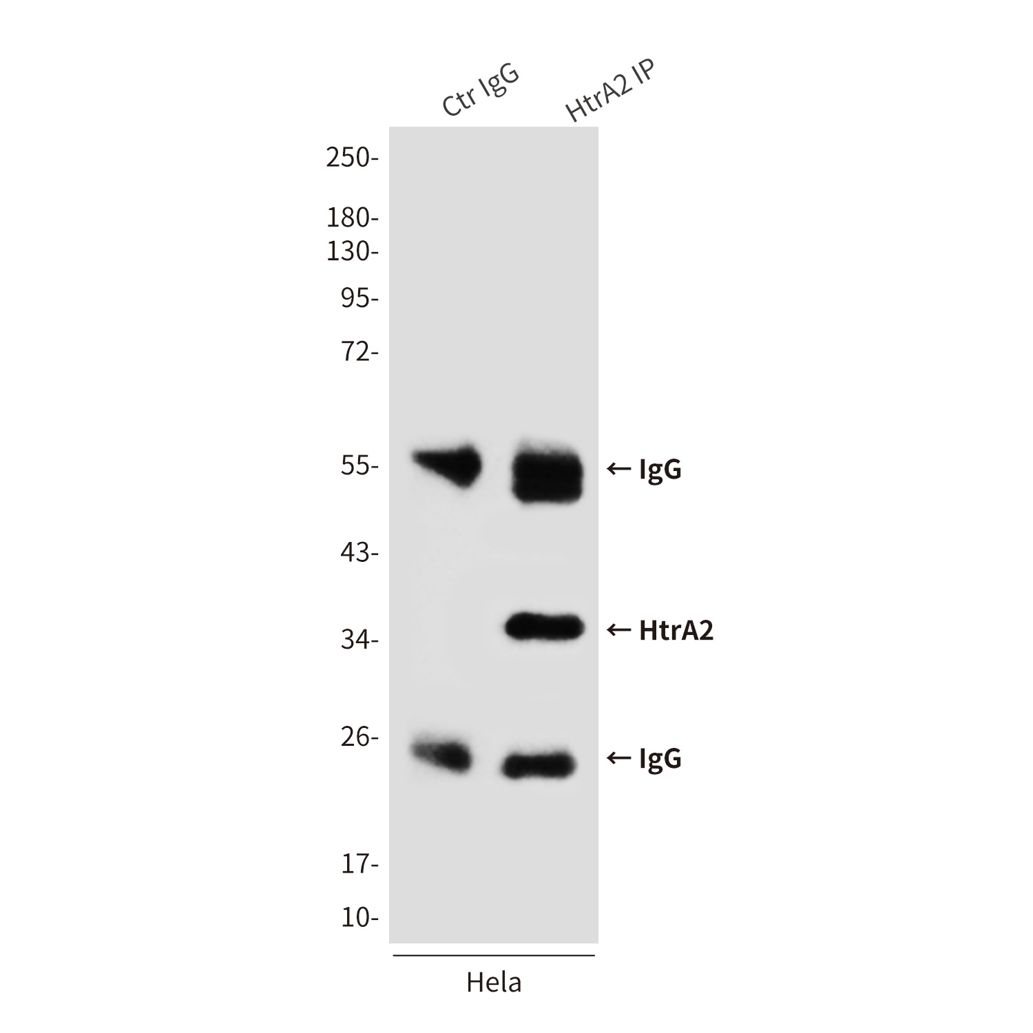 HtrA2 (8G11) Mouse mAb