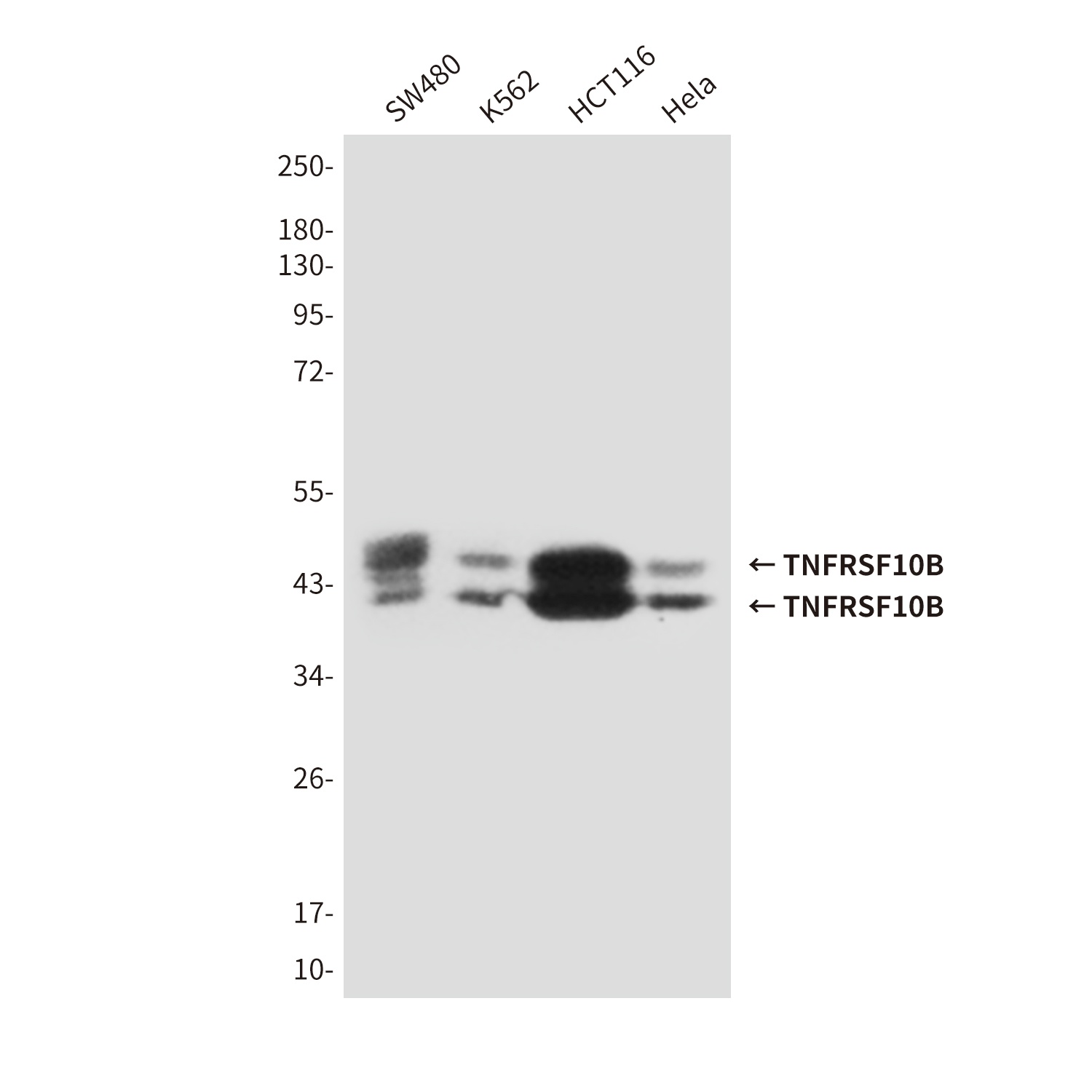 TNFRSF10B Antibody