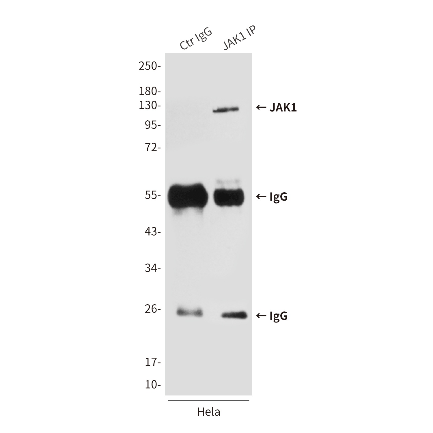 JAK1 (7B1) Mouse mAb