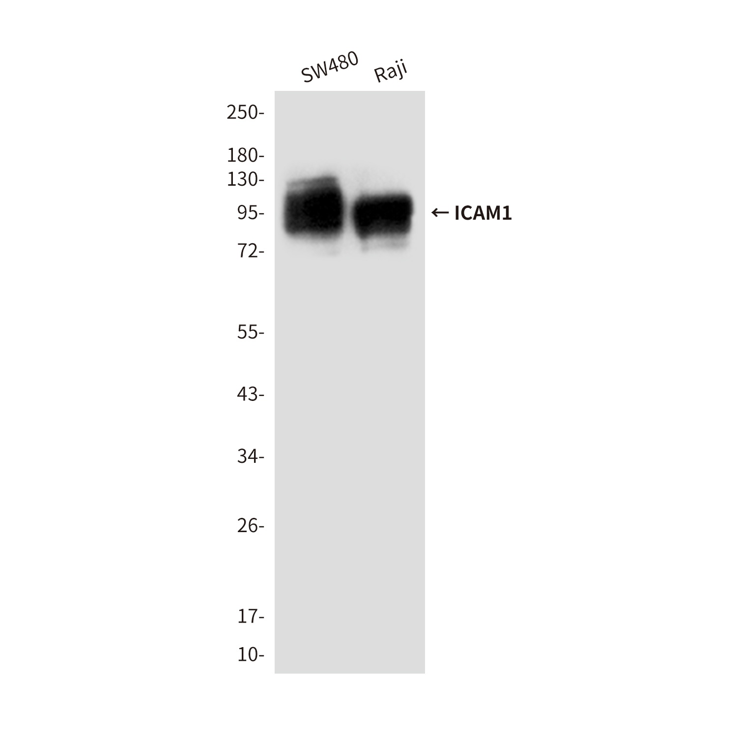 ICAM1 (4F5) Mouse mAb