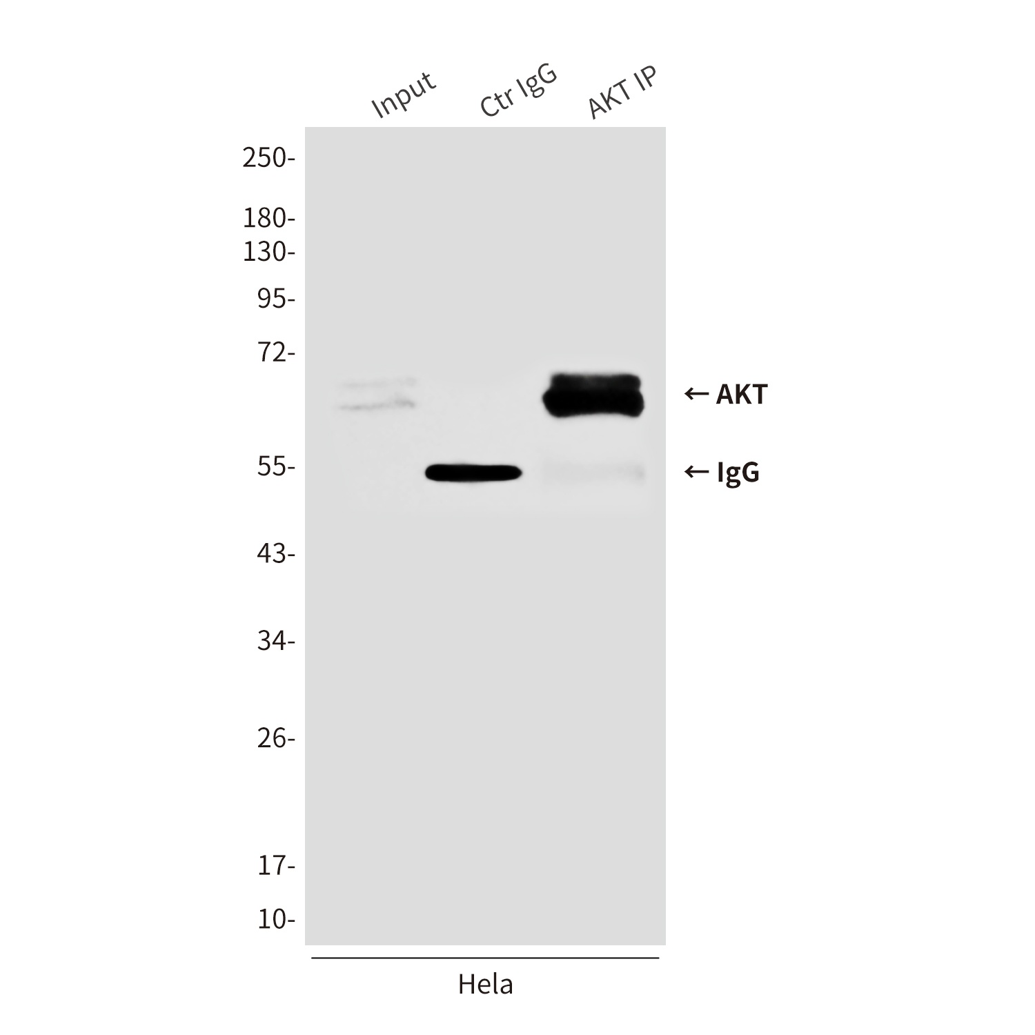 AKT Mouse mAb