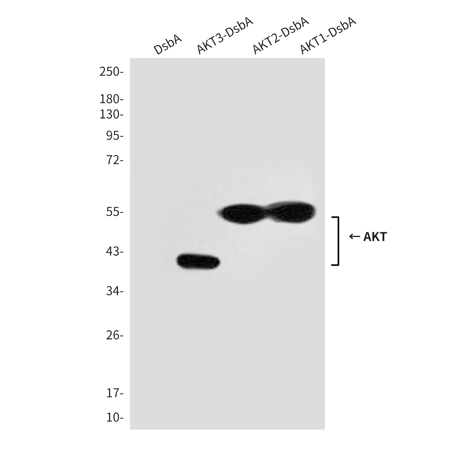 AKT Mouse mAb