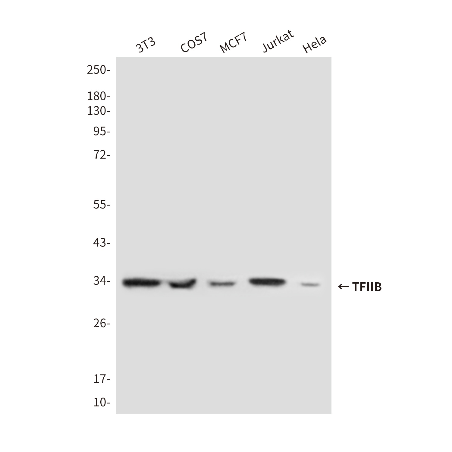 Transcription Initiation Factor IIB (2F6) Mouse mAb