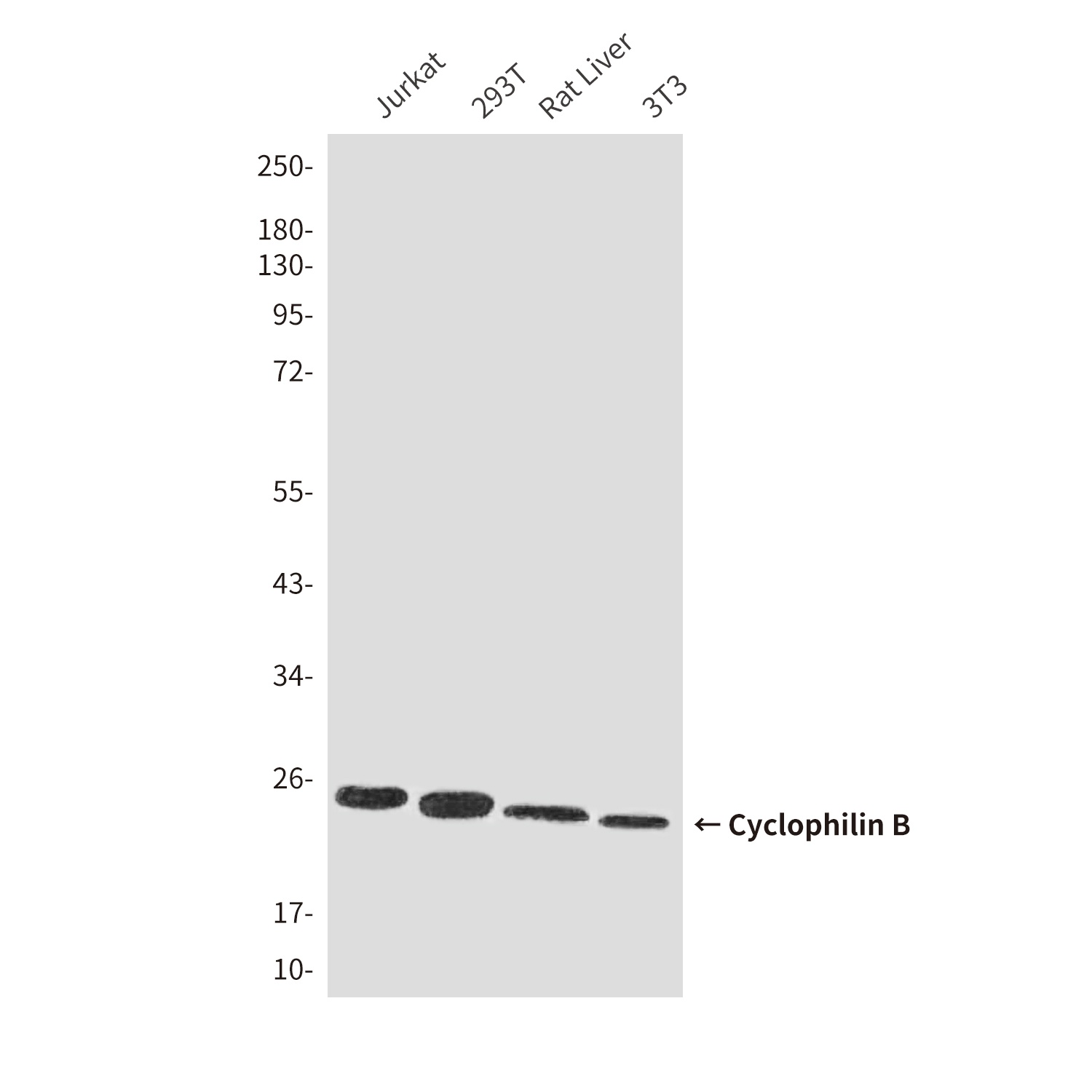 Cyclophilin B (6H1) Mouse mAb