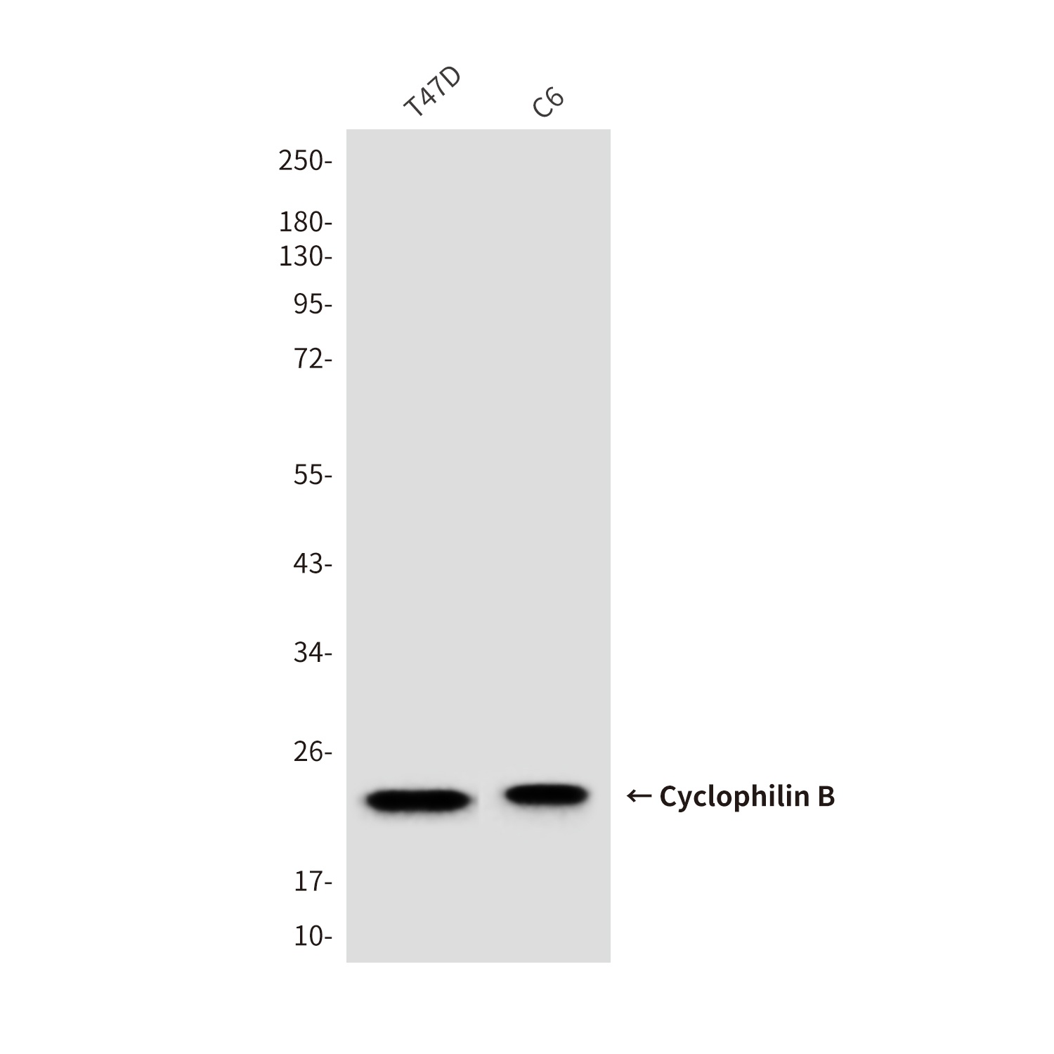 Cyclophilin B (6H1) Mouse mAb