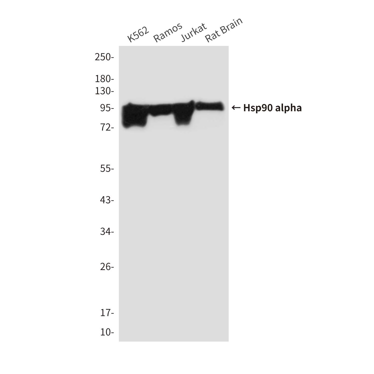 Hsp90 alpha (5D6) Mouse mAb