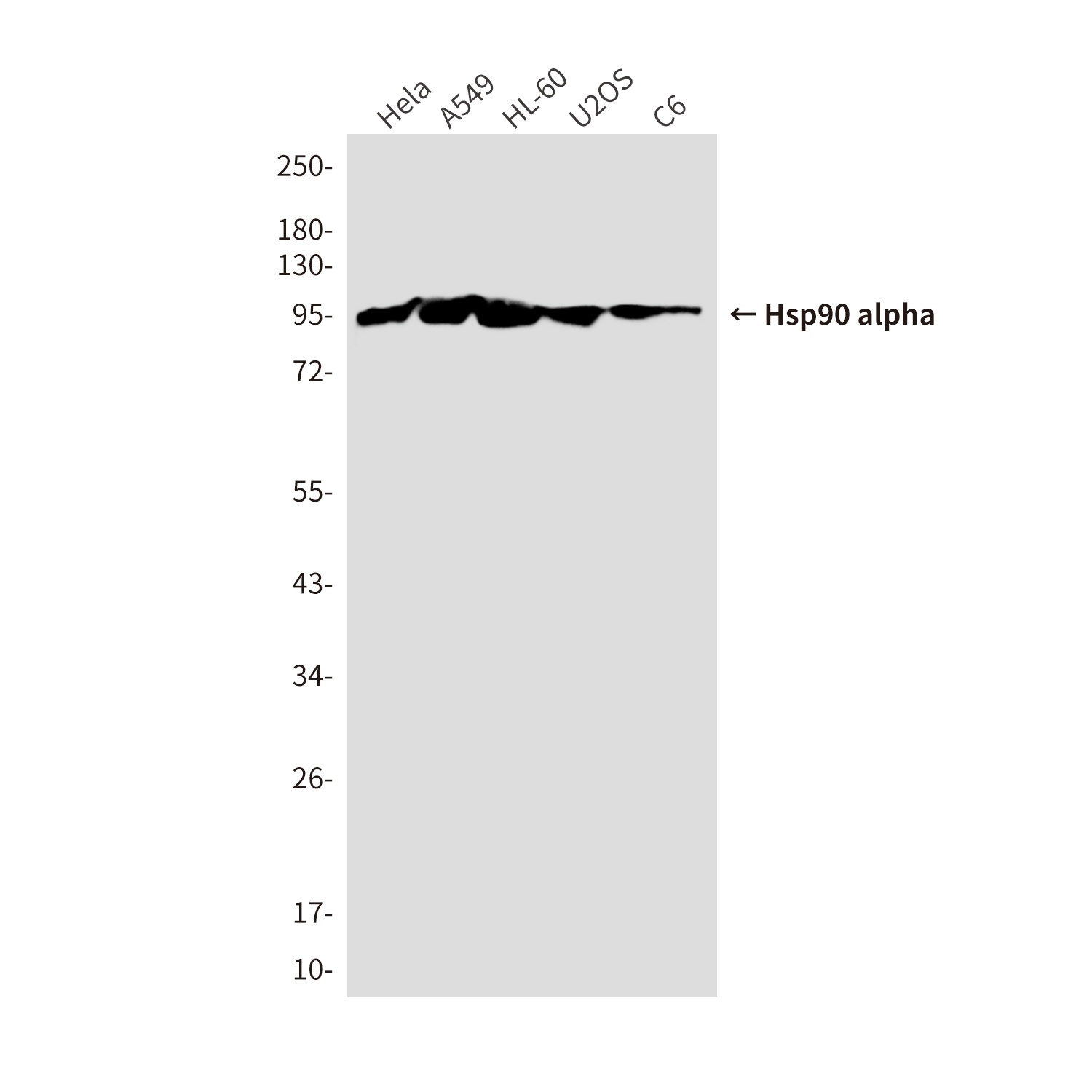 Hsp90 alpha (5D6) Mouse mAb