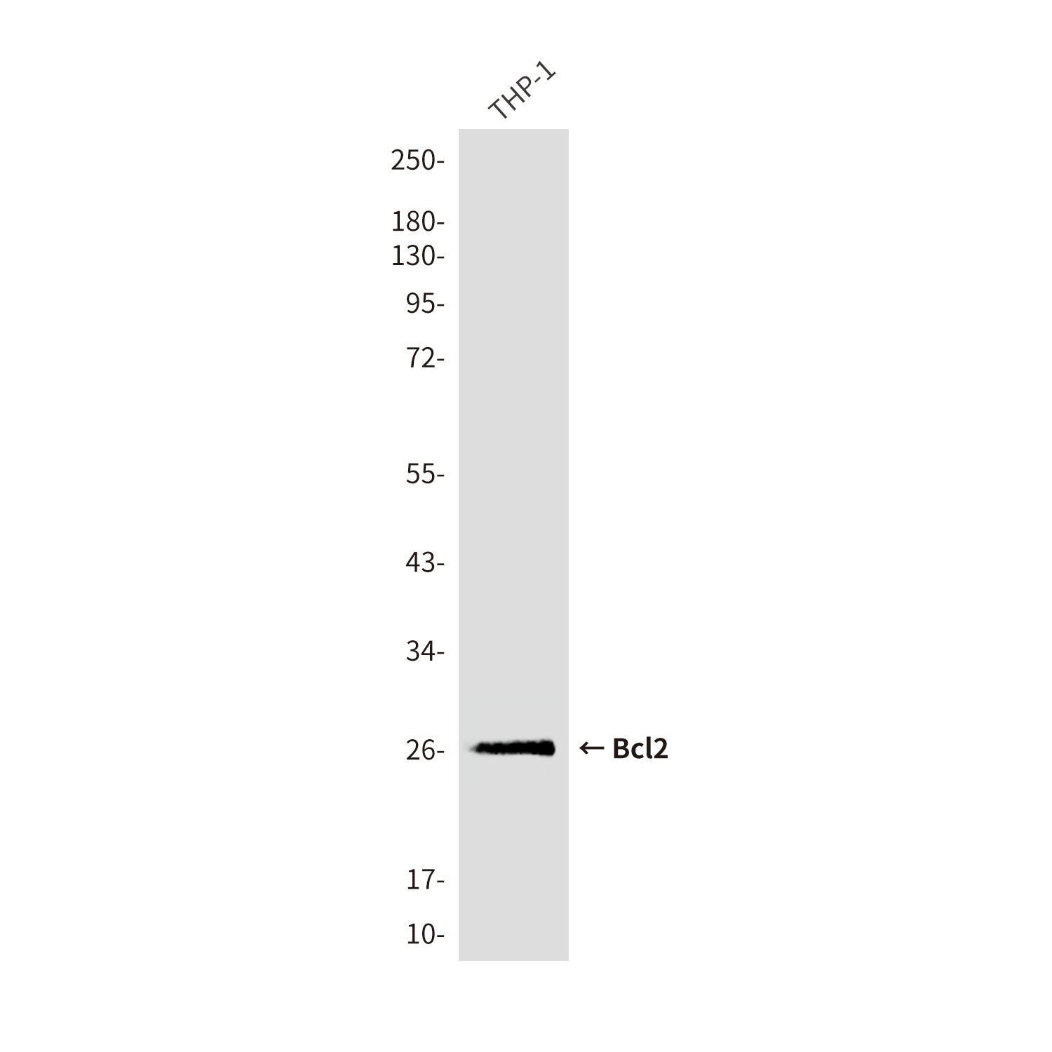 Bcl2 (9A4) Mouse mAb