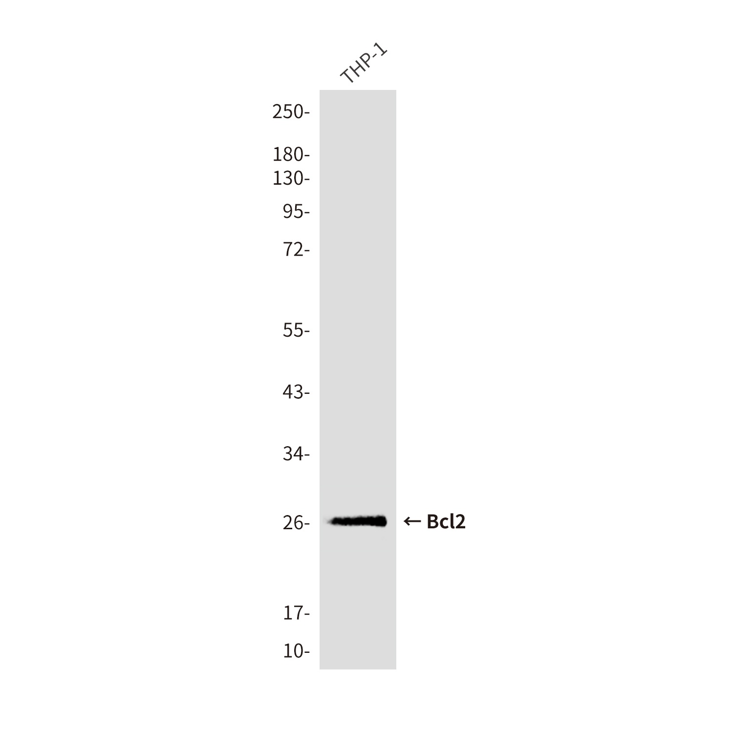 BCL2 Antibody