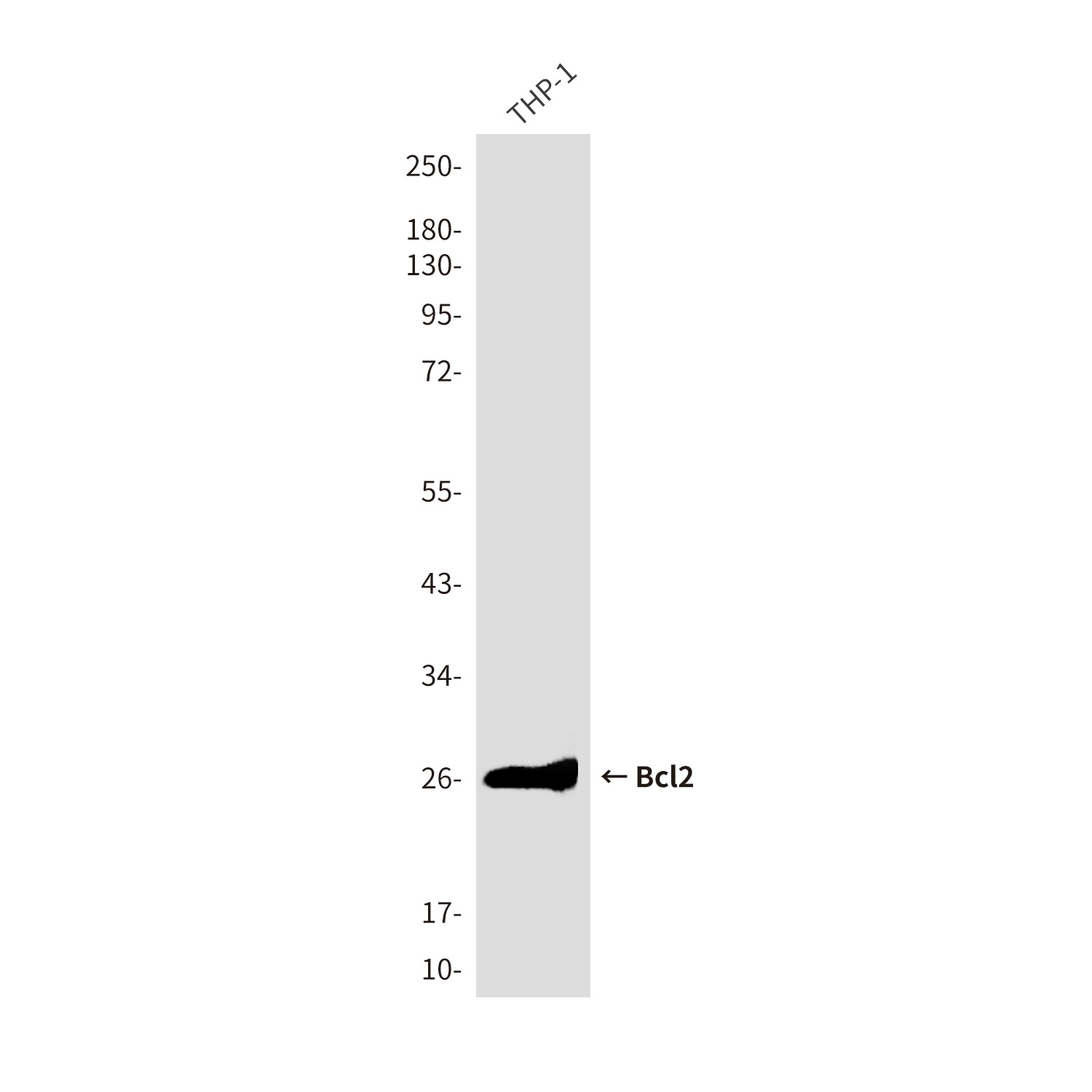 Bcl2 (1D8) Mouse mAb