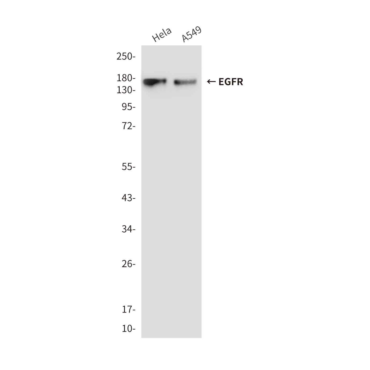 EGFR (3A9) Mouse mAb