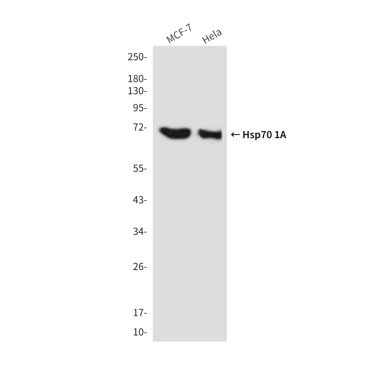 Hsp70 1A (1D9) Mouse mAb