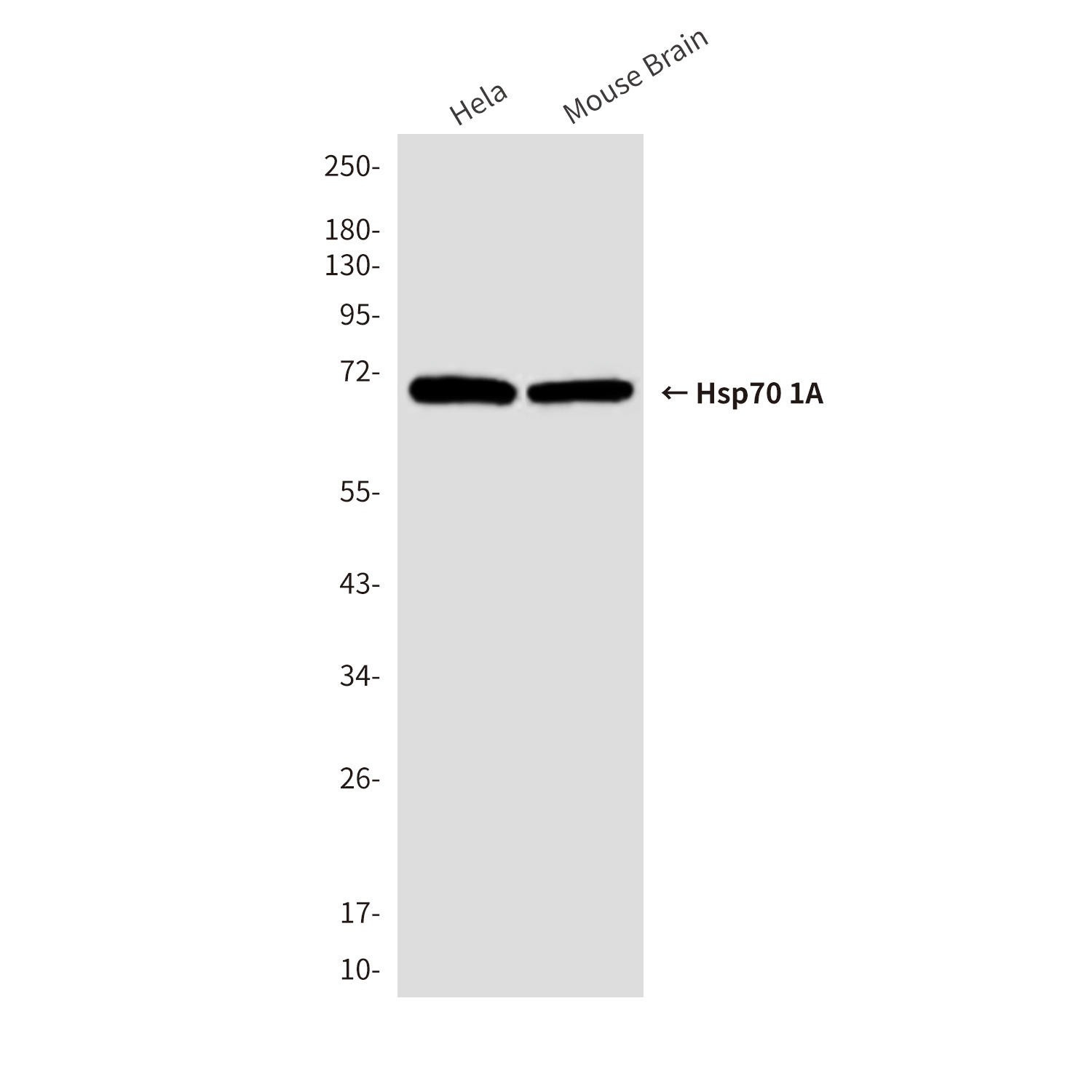 Hsp70 1A (1D9) Mouse mAb