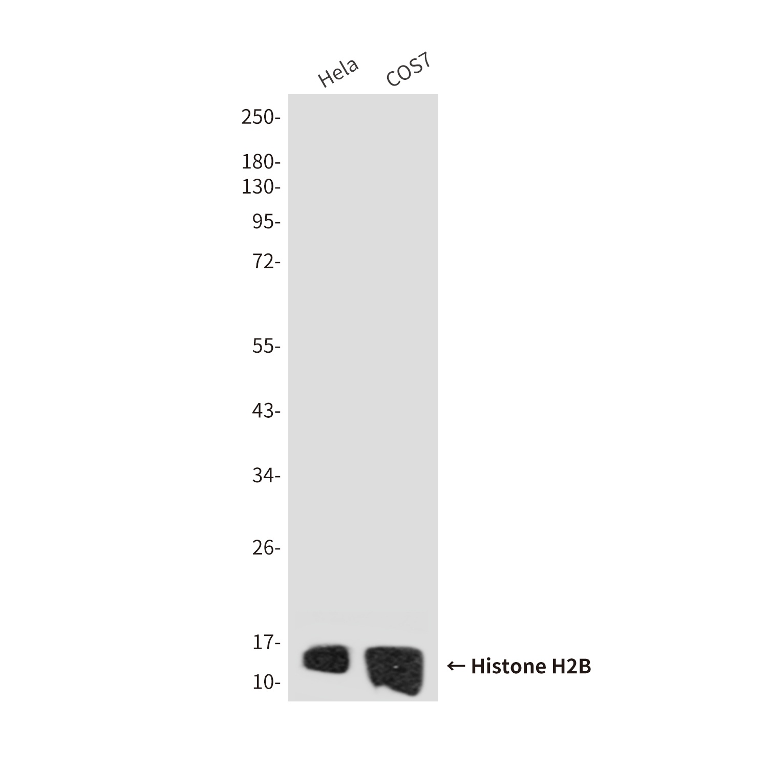 Histone H2B (7E2) Mouse mAb