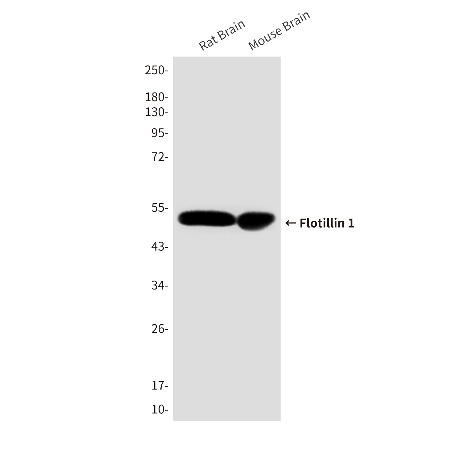 Flotillin 1 (6H9) Mouse mAb