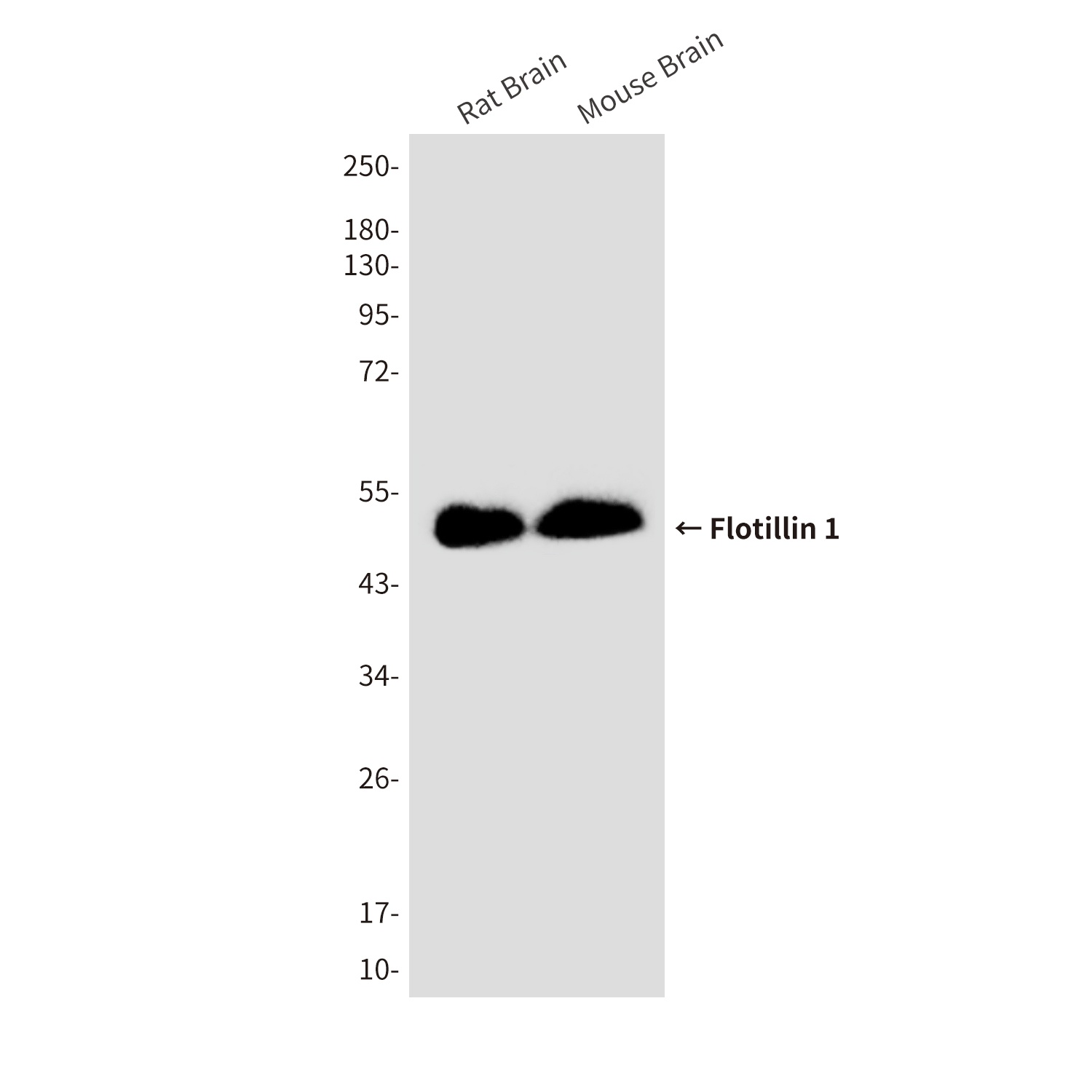 Flotillin 1 (6H9) Mouse mAb