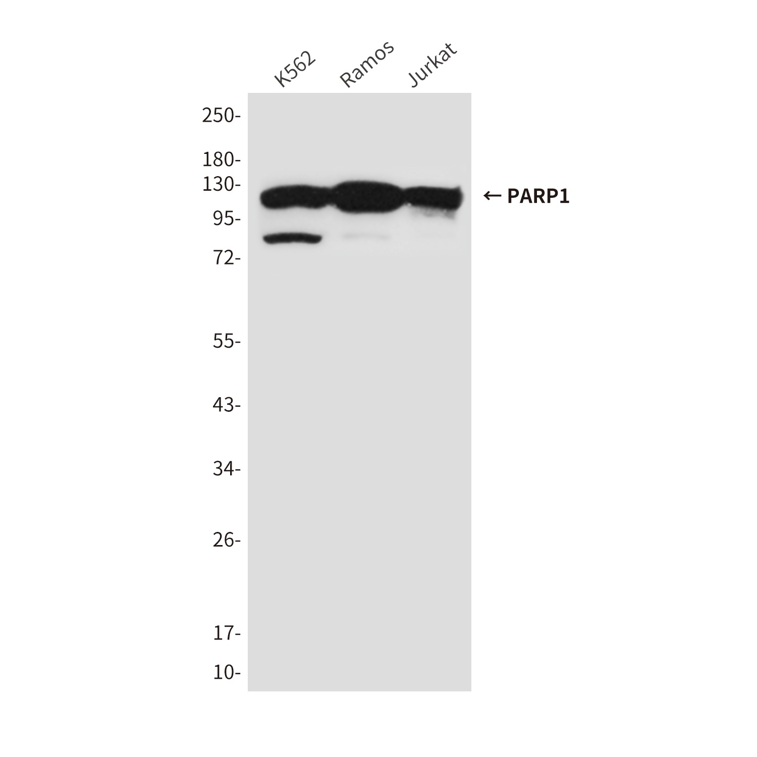PARP1 (10C2) Mouse mAb