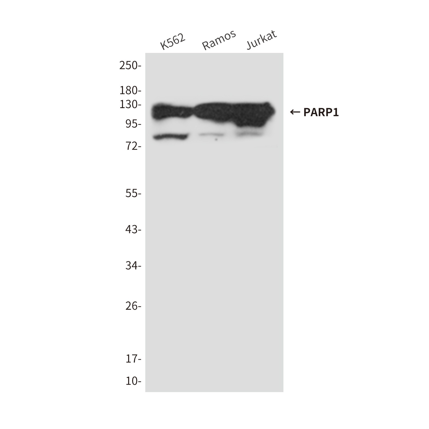 PARP1 (7A1) Mouse mAb