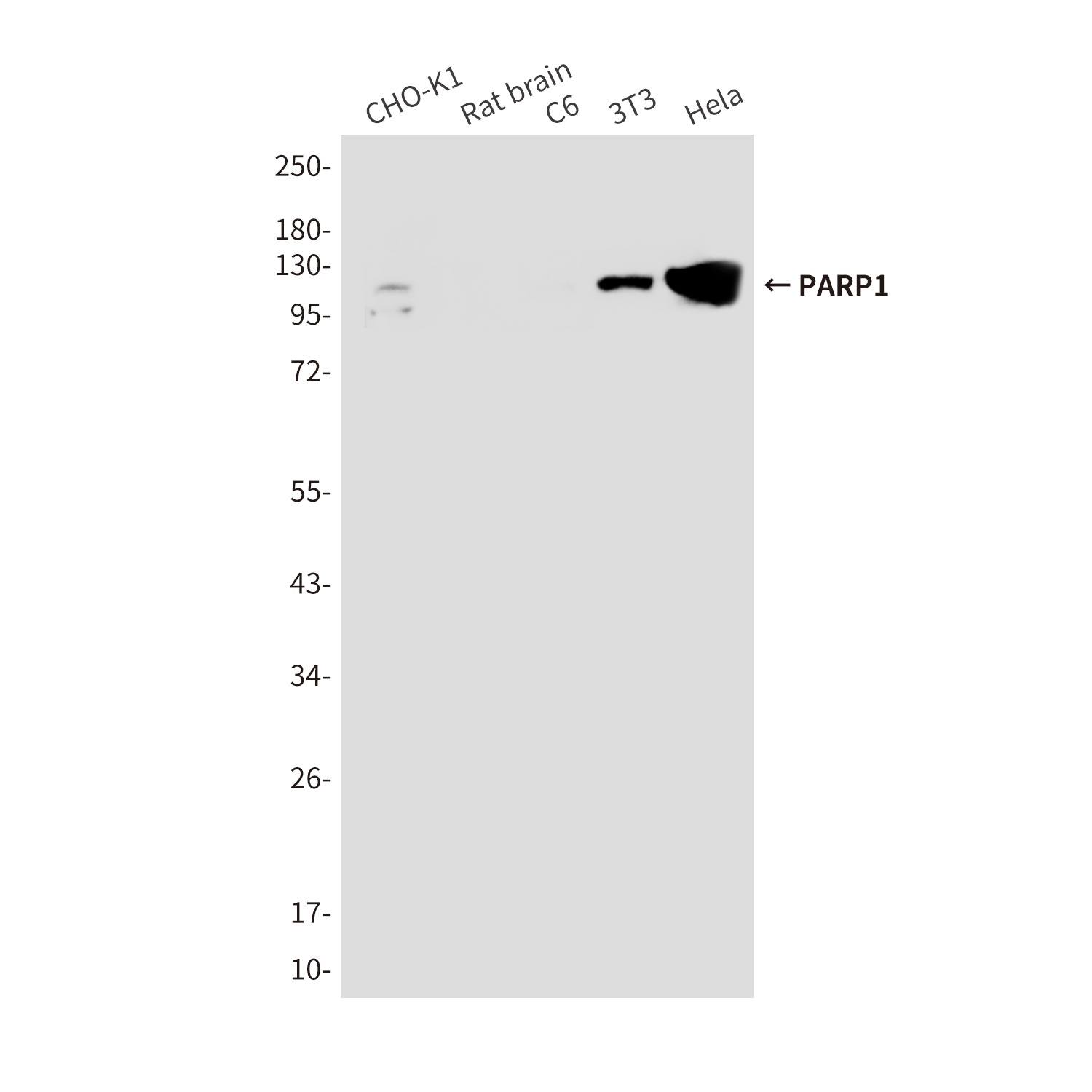 PARP1 (7A1) Mouse mAb