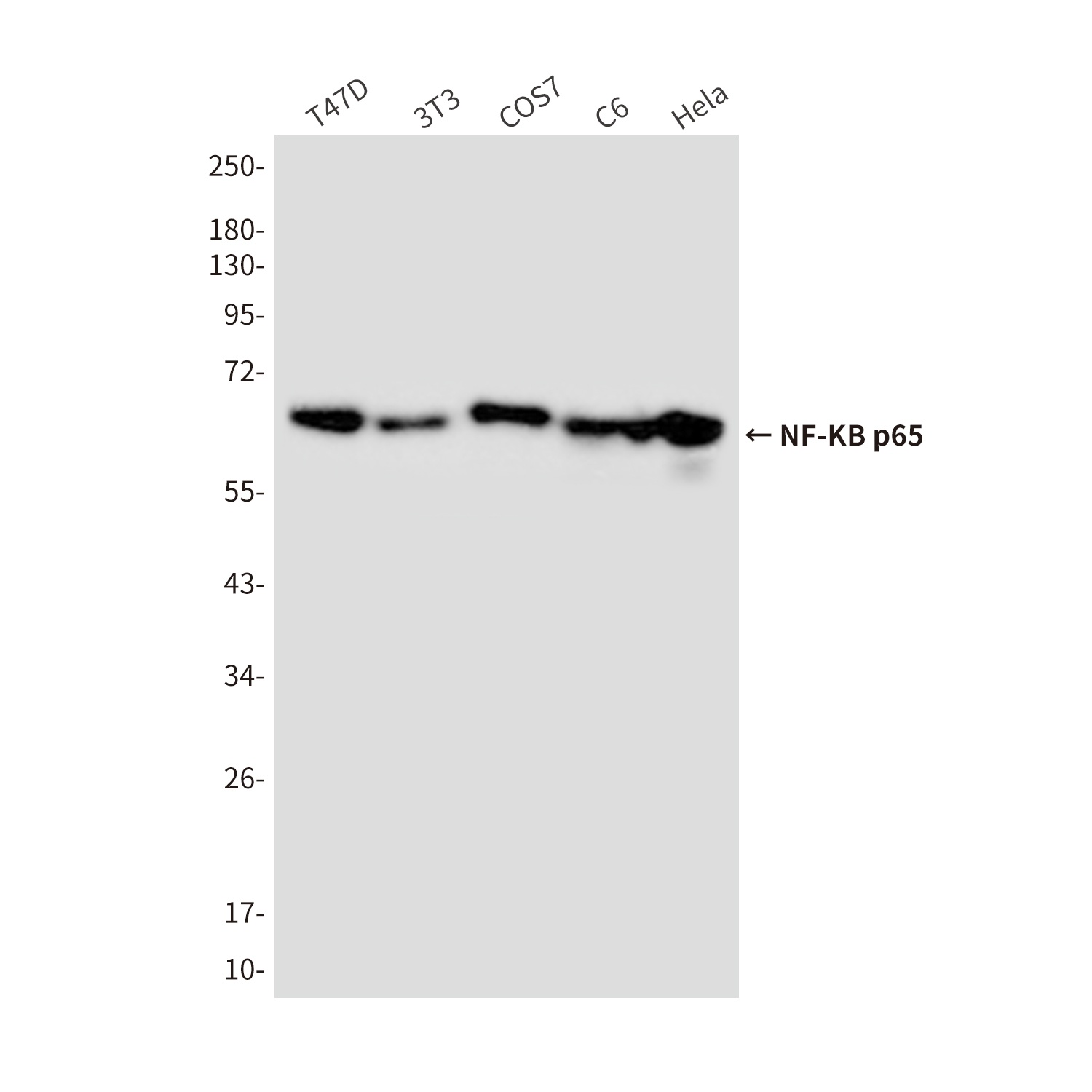 NF-KB p65 (3D2) Mouse mAb