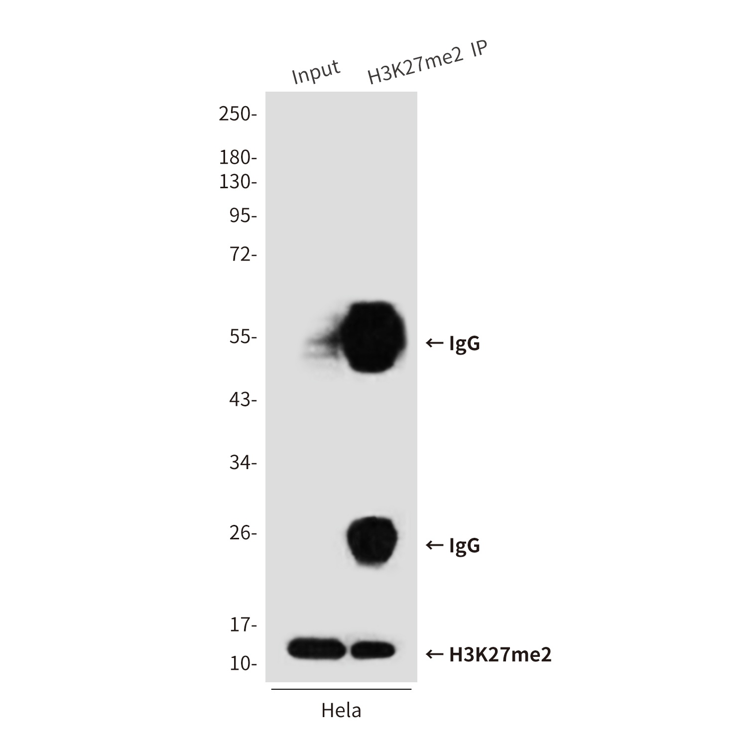 DiMethyl-Histone H3 (Lys27) (5F6) Mouse mAb