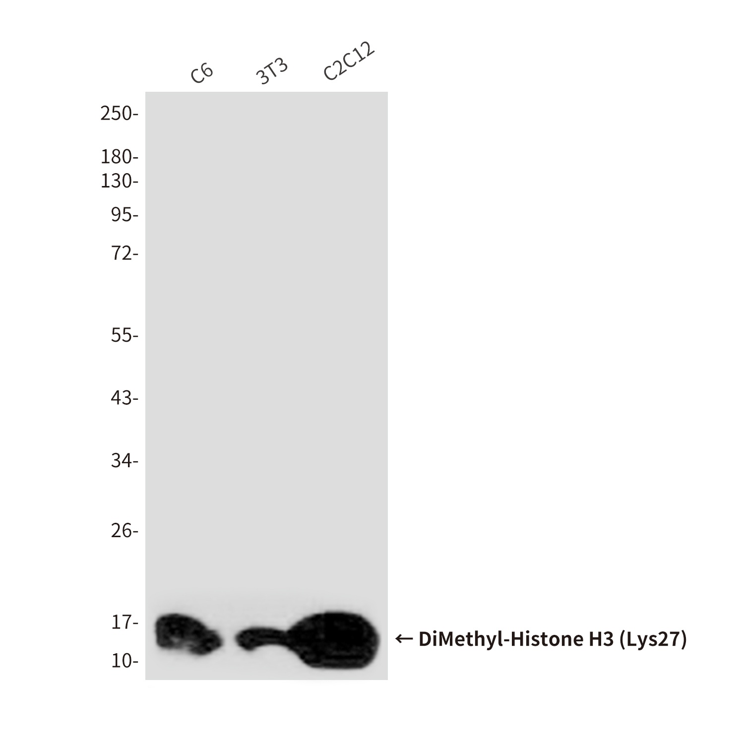 DiMethyl-Histone H3 (Lys27) (5F6) Mouse mAb