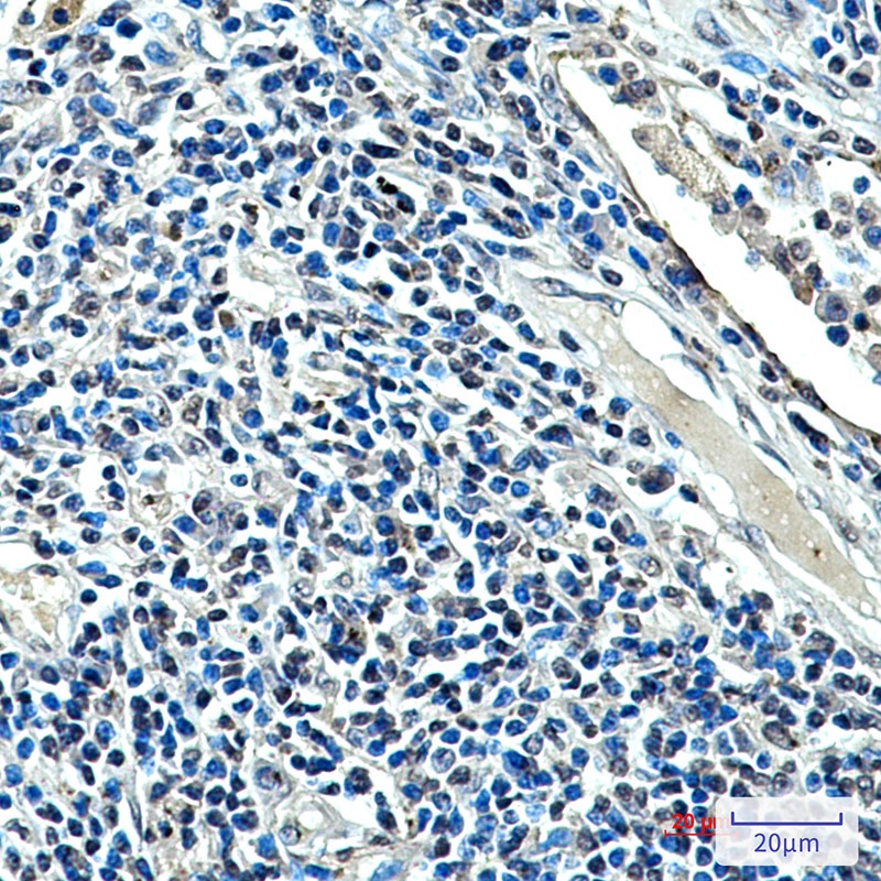 XRCC4 (7C10) Mouse mAb