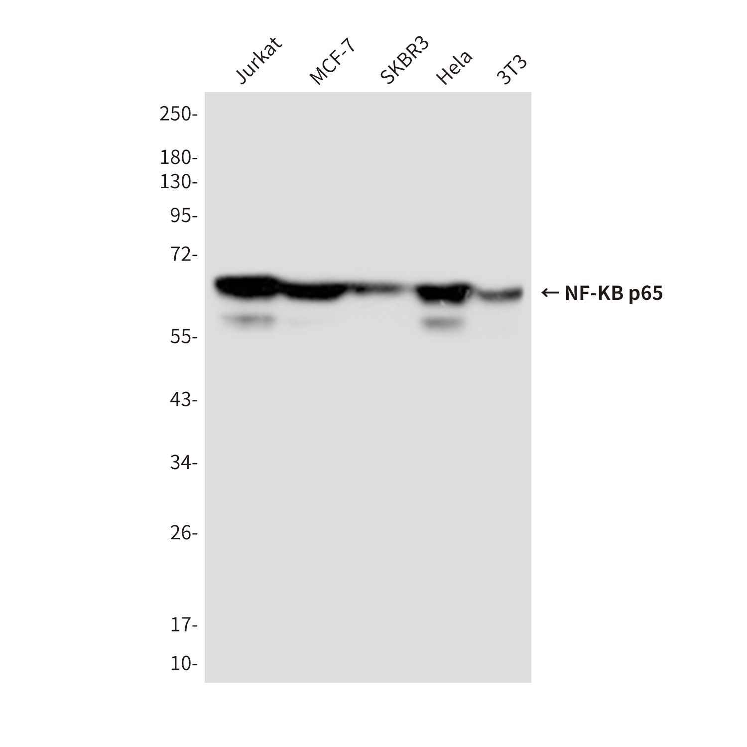 NF-KB p65 (5A10) Mouse mAb