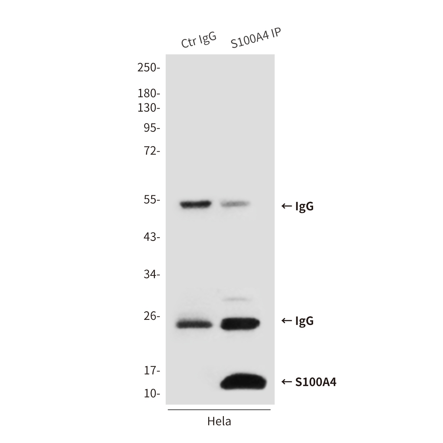 S100A4 (3D10) Mouse mAb