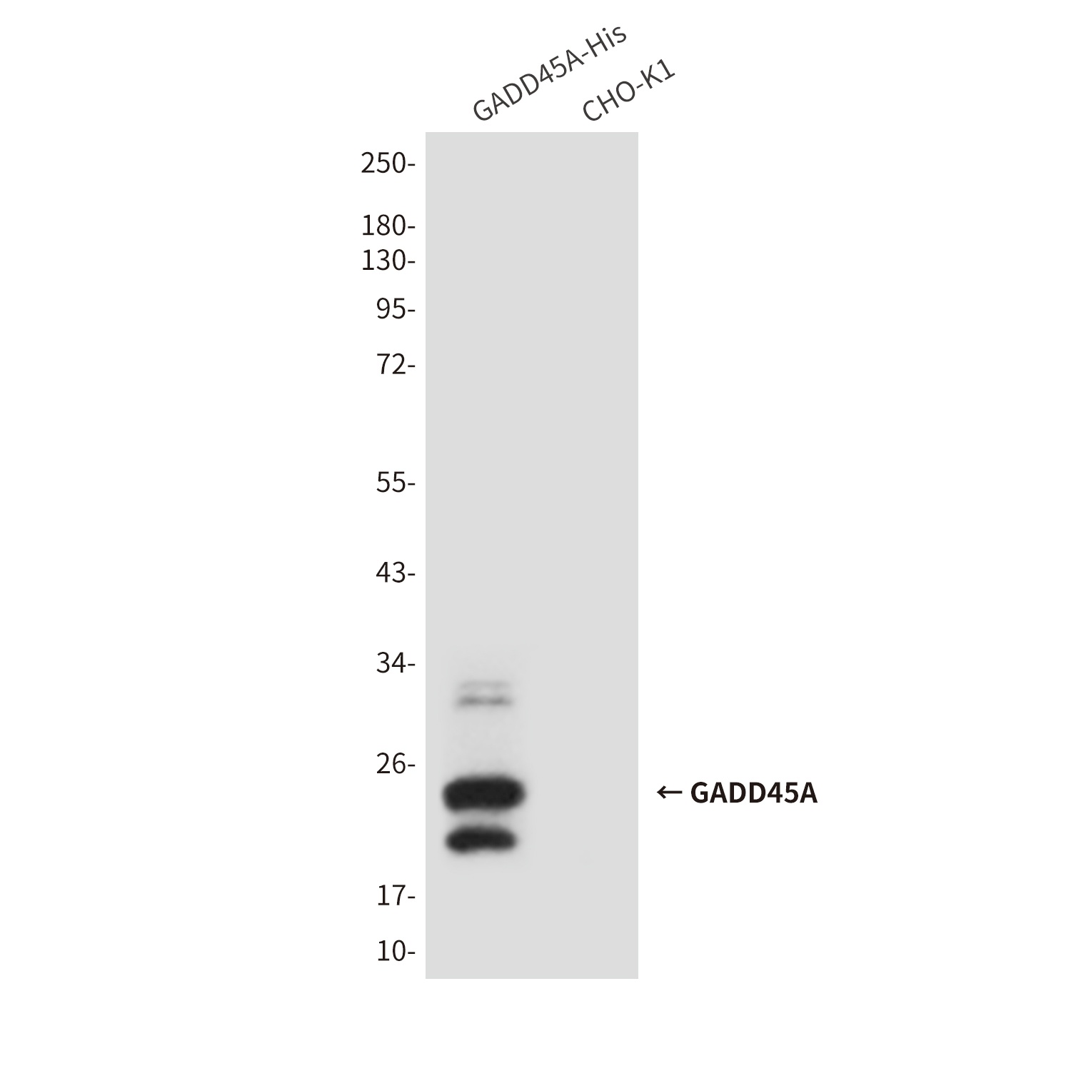 GADD45A Antibody
