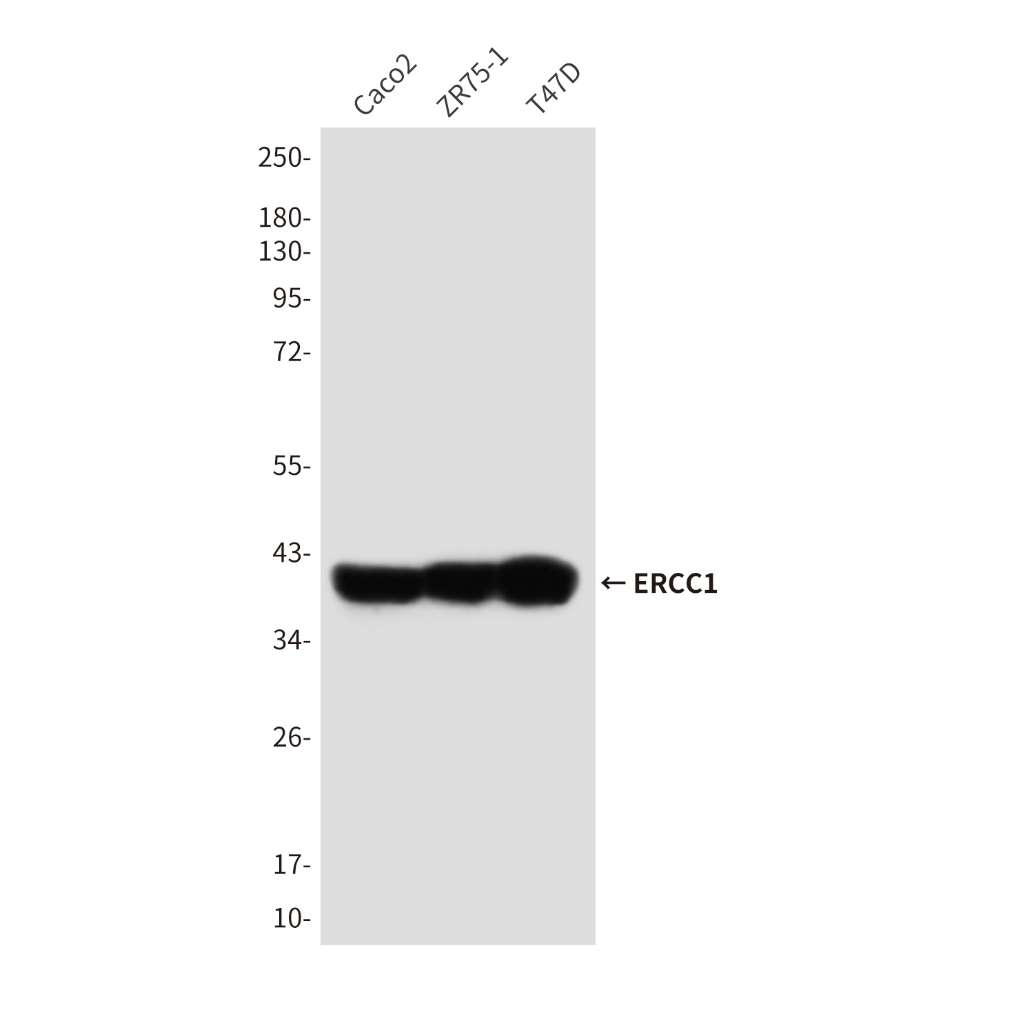 ERCC1 Antibody