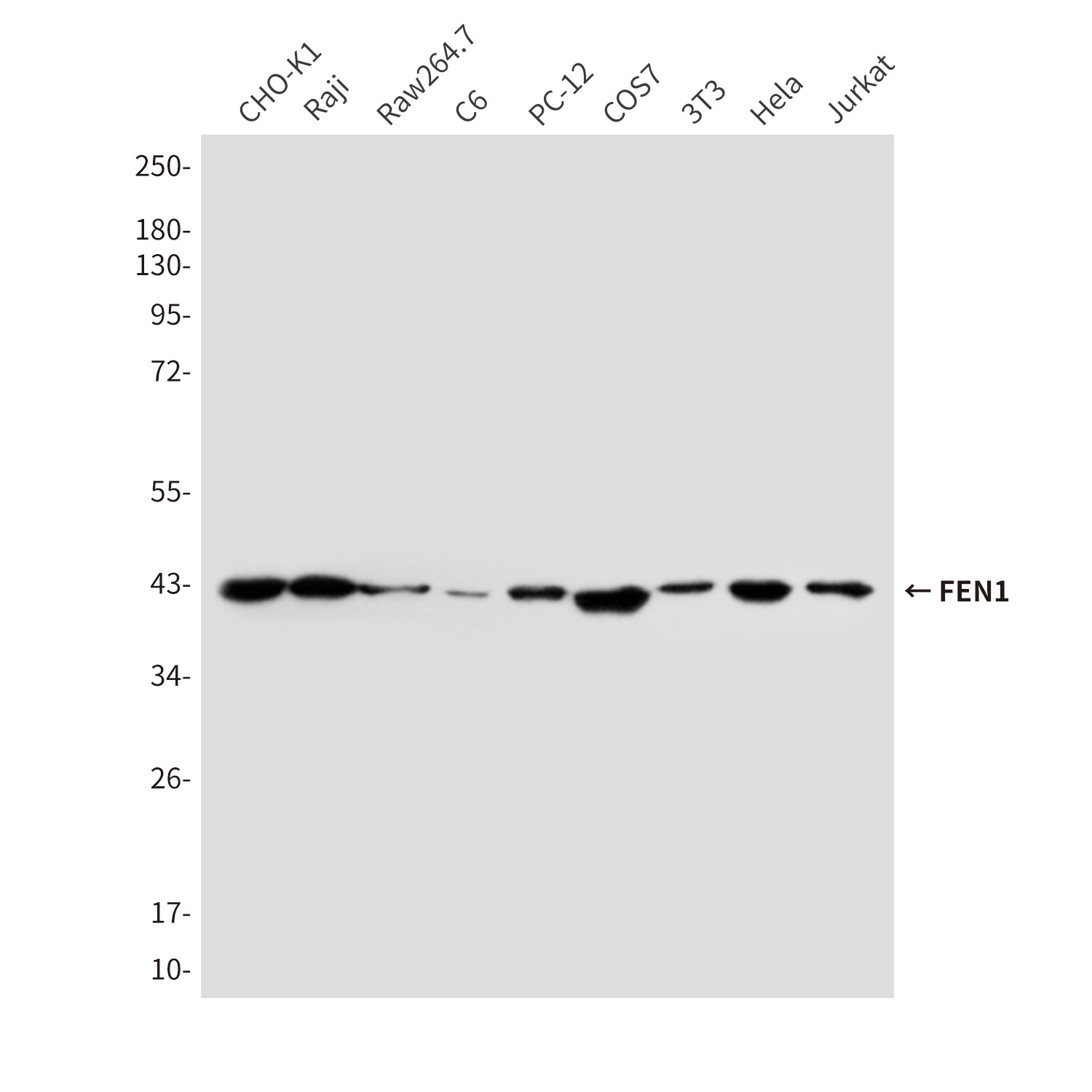 FEN1 (7H8) Mouse mAb