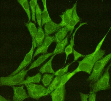 JNK1 (1A4) Mouse mAb