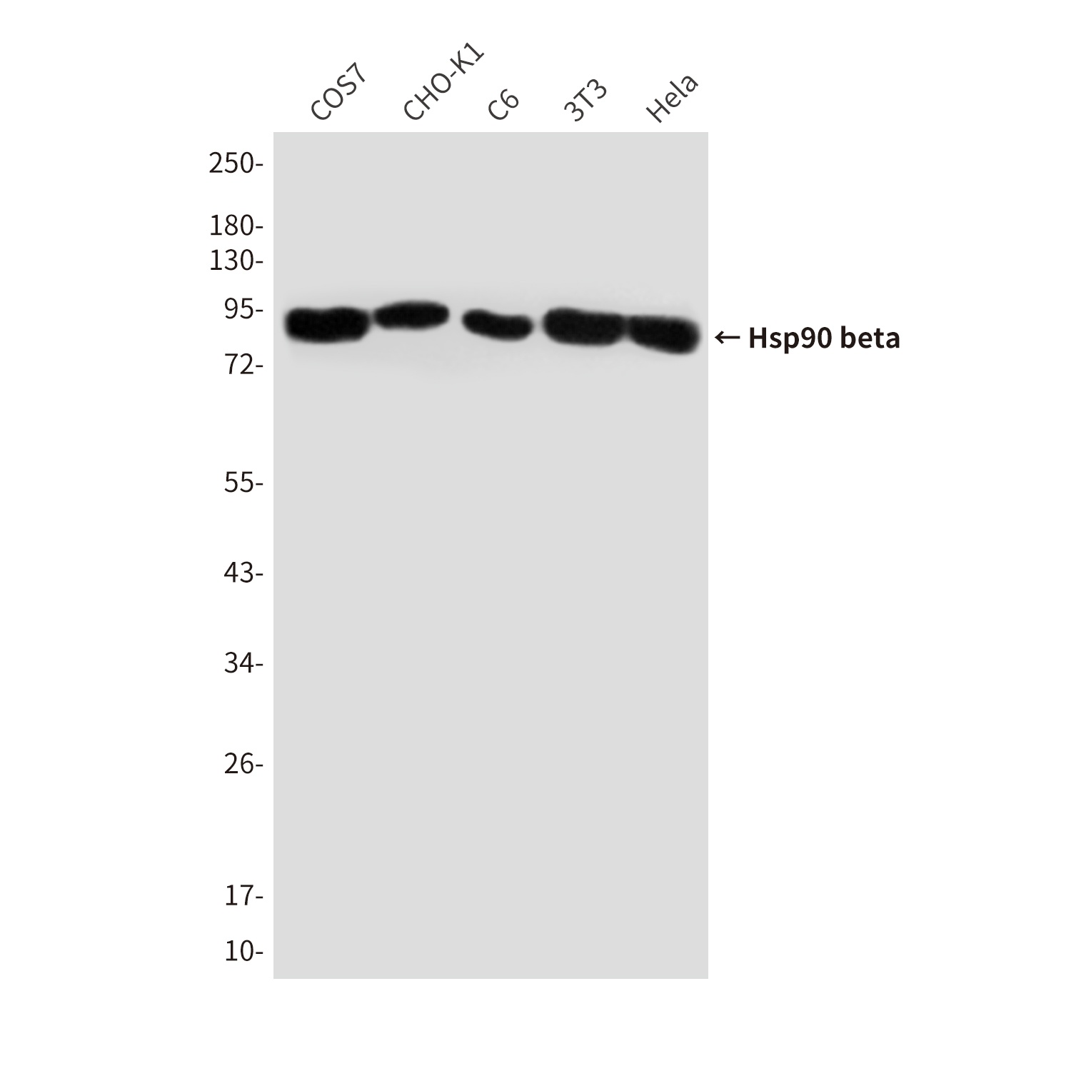Hsp90 beta (3B9) Mouse mAb
