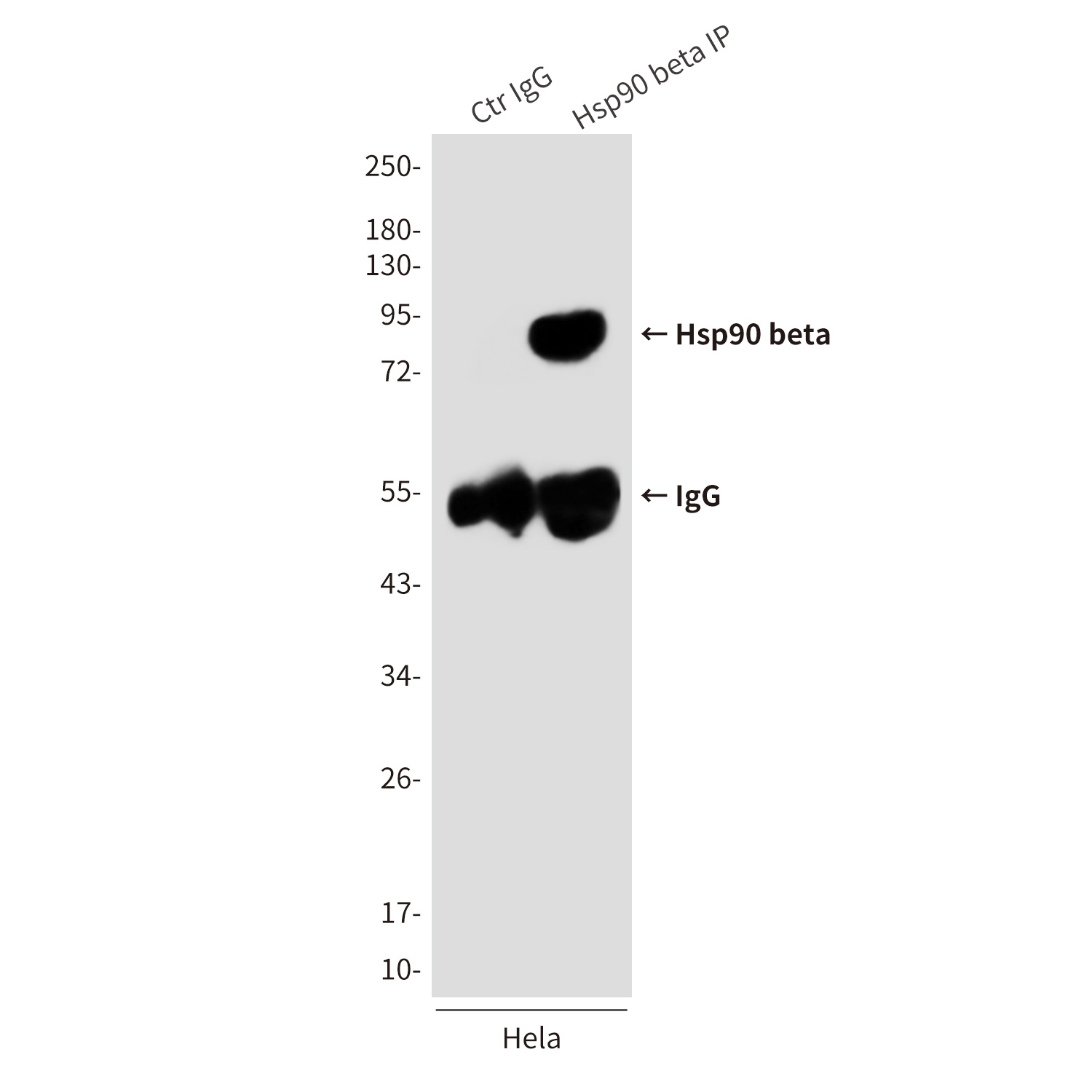 Hsp90 beta (3B9) Mouse mAb