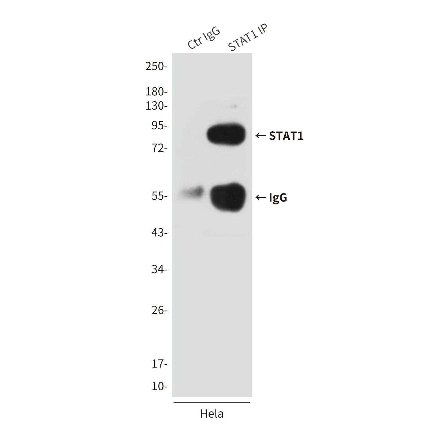 STAT1 (6C2) Mouse mAb