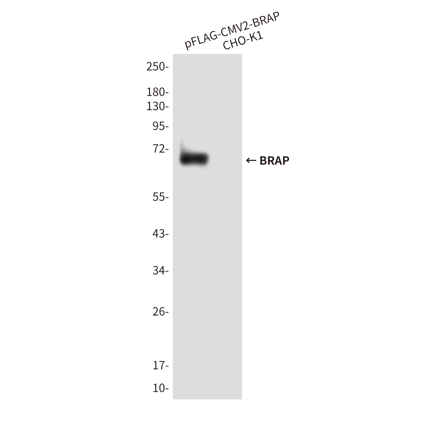 BRAP (1E7) Mouse mAb