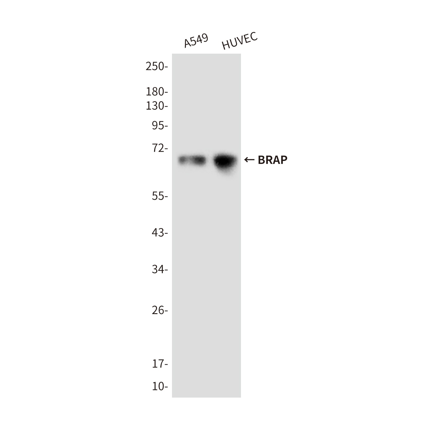 BRAP (1E7) Mouse mAb