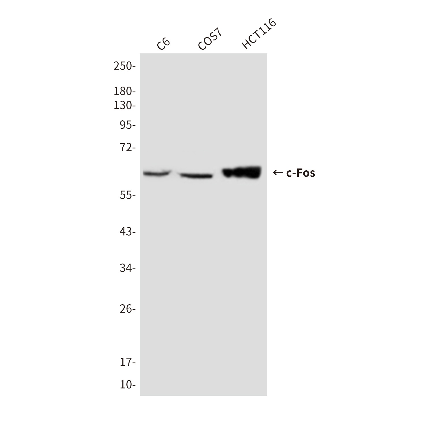 c-Fos (7D6) Mouse mAb