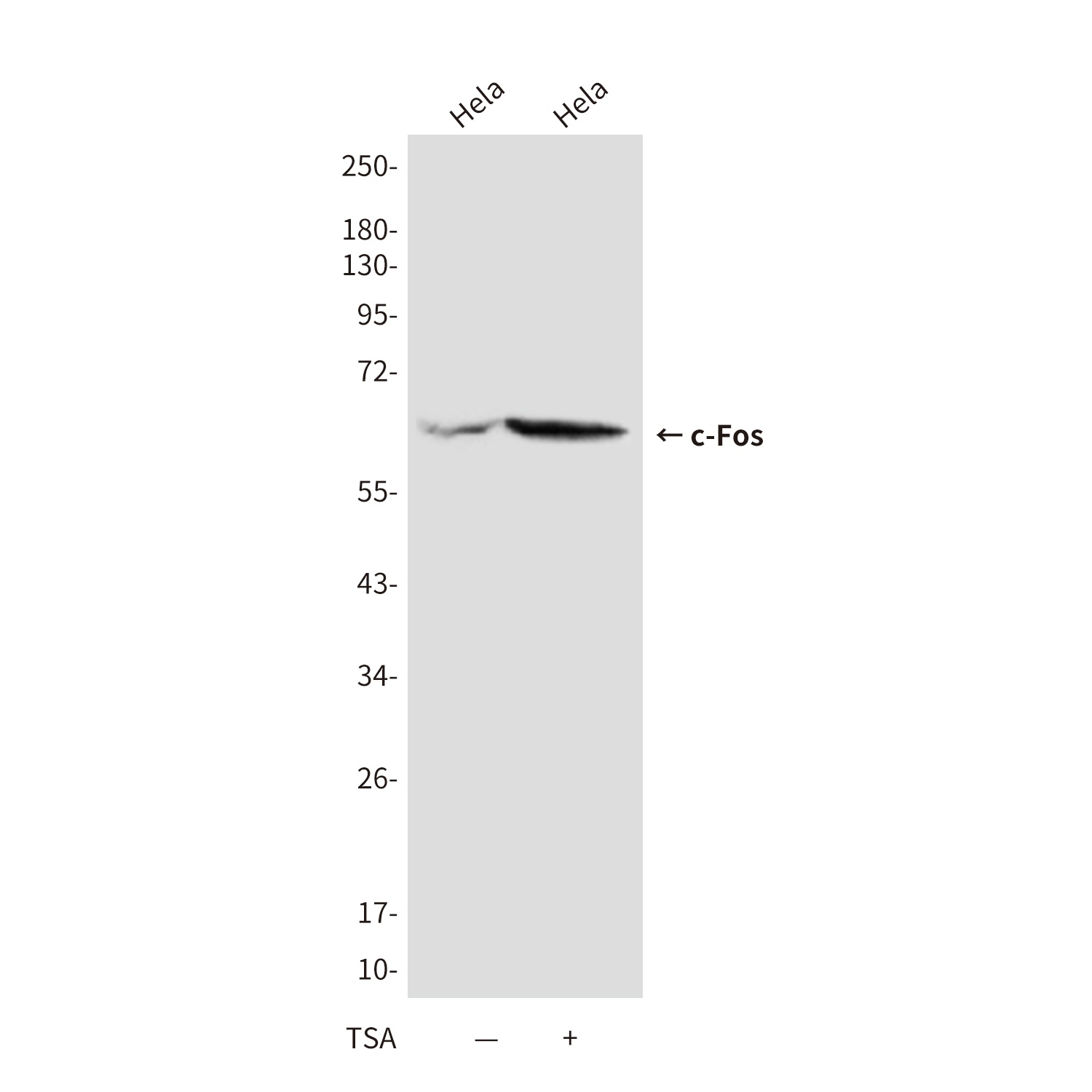 c-Fos (7D6) Mouse mAb