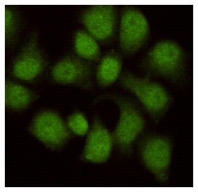 WDR77 (8A10) Mouse mAb