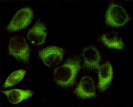 AMPK beta 1 (1A7) Mouse mAb
