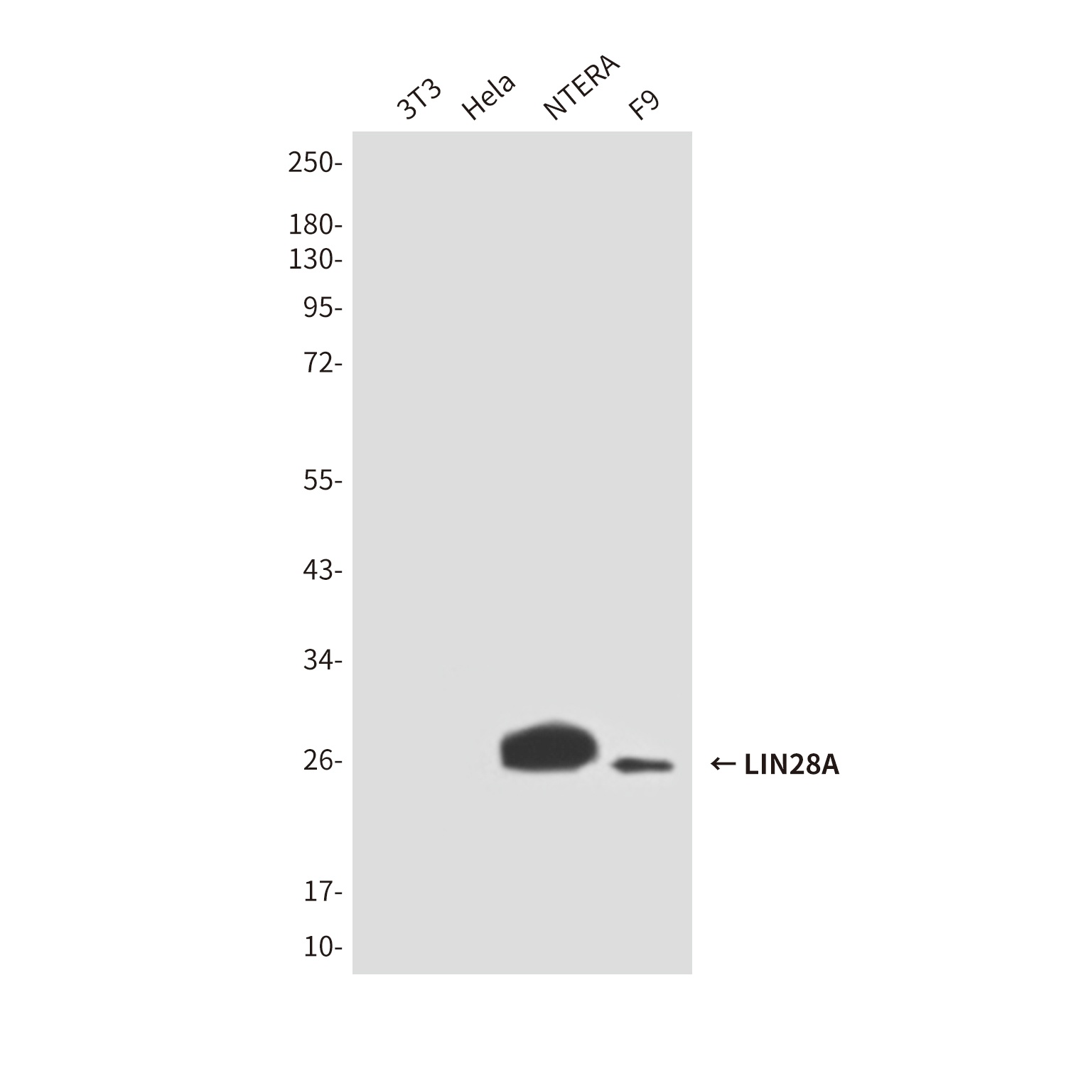 LIN28A (2C1) Mouse mAb