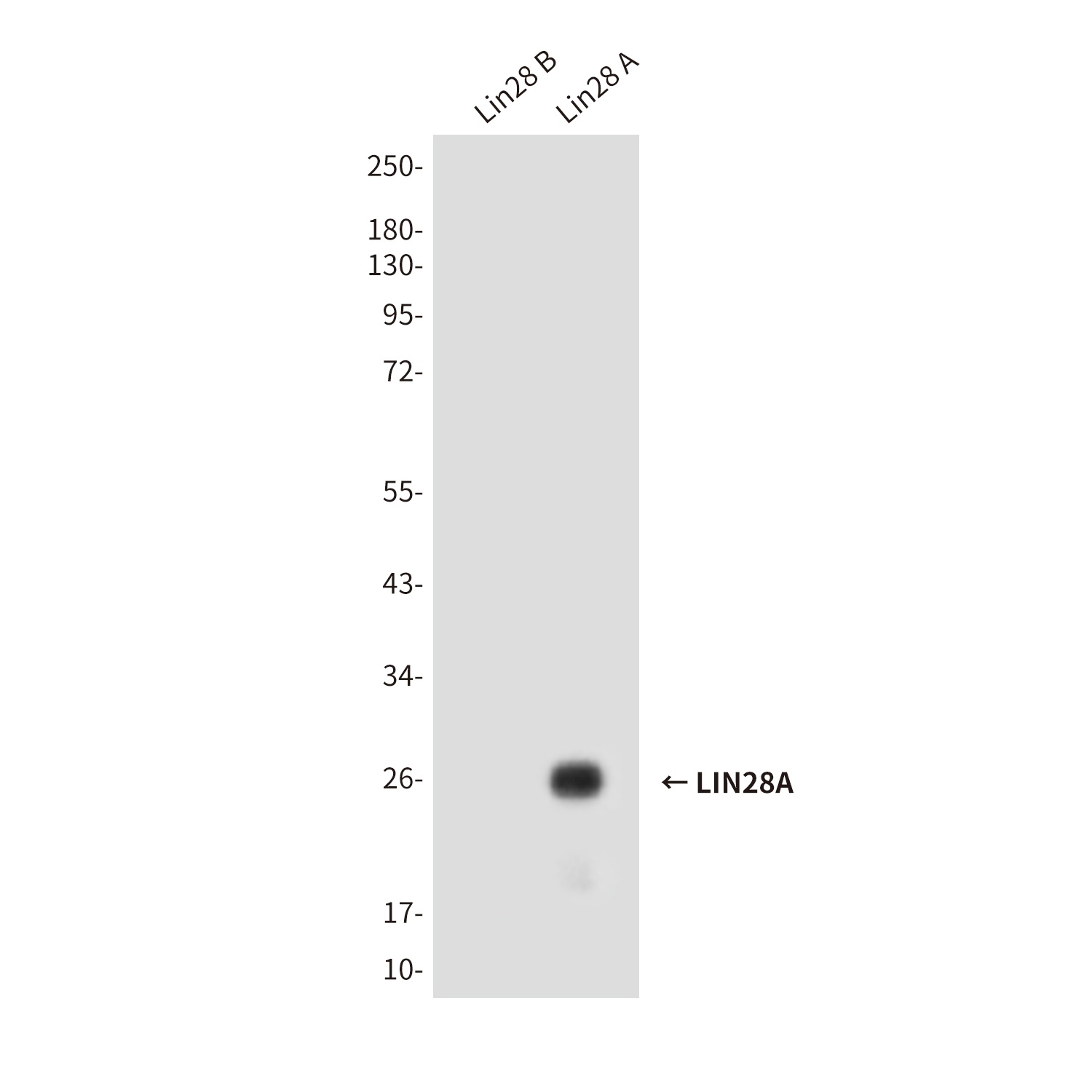 LIN28A (2C1) Mouse mAb