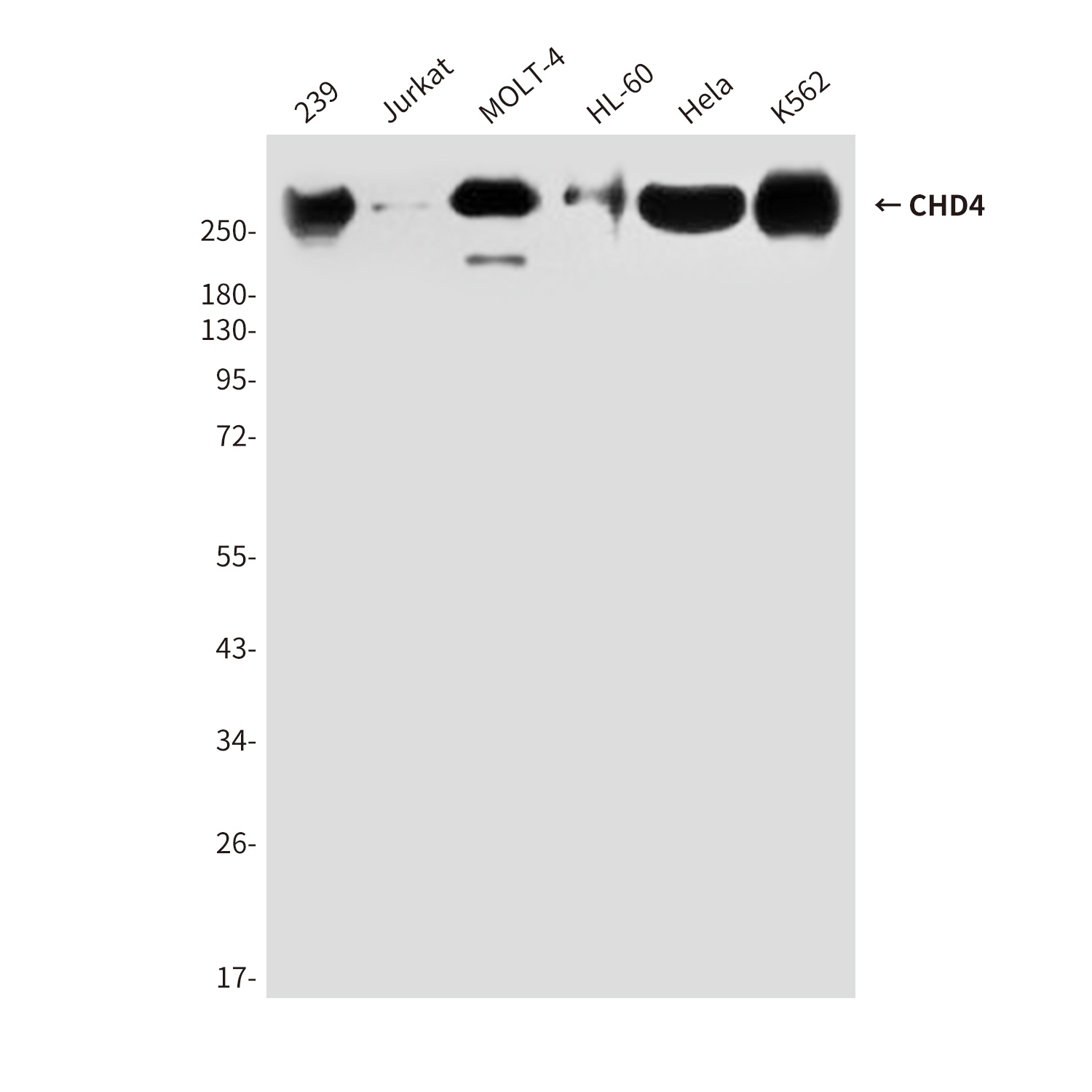 CHD4 (5F1) Mouse mAb