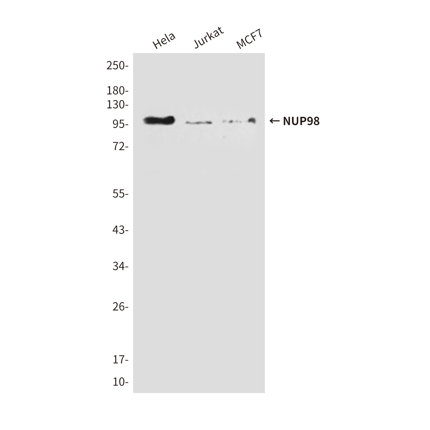 NUP98 (3B8) Mouse mAb
