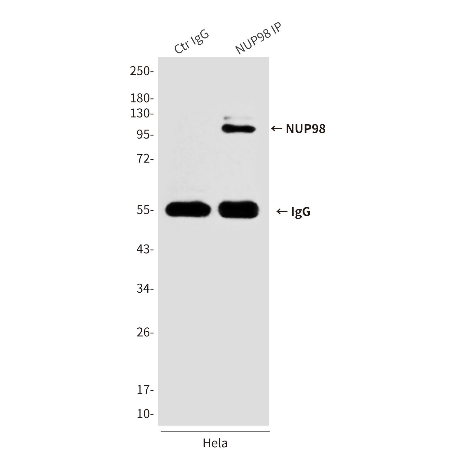 NUP98 (3B8) Mouse mAb