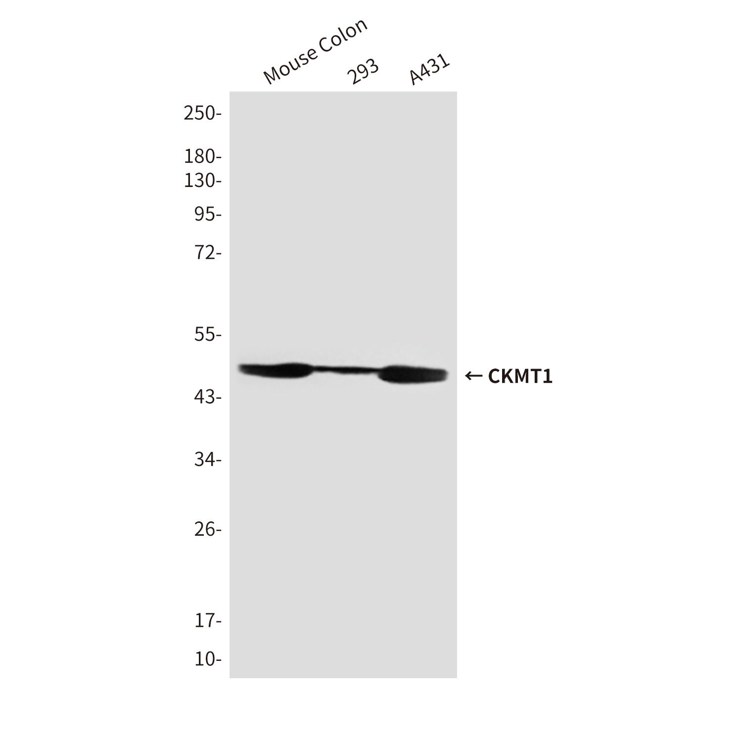 CKMT1A Antibody