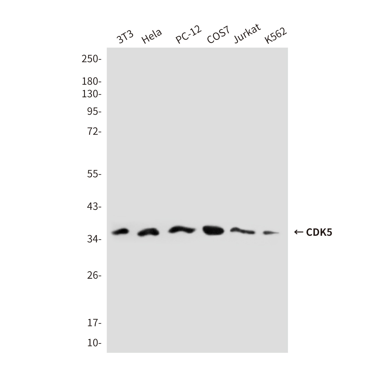 CDK5 Antibody